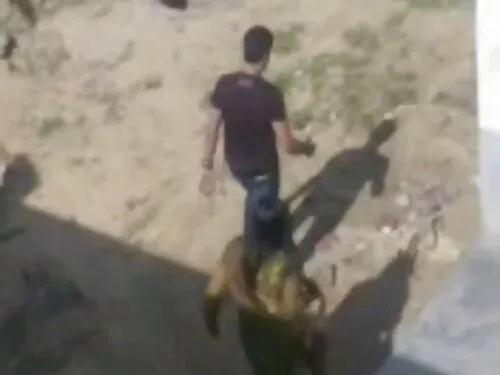 الحمار الهواة مقابل  ...
